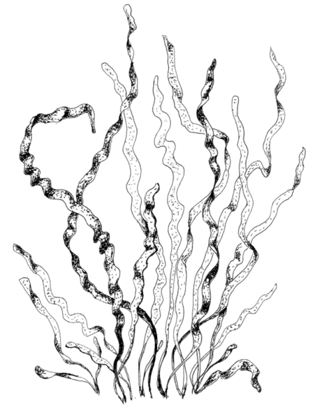Энтероморфа Меотическая