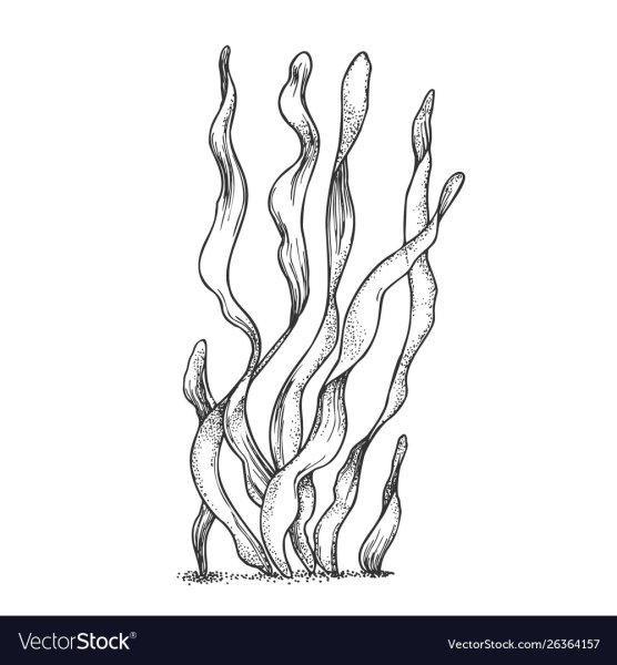 Водоросли рисовать