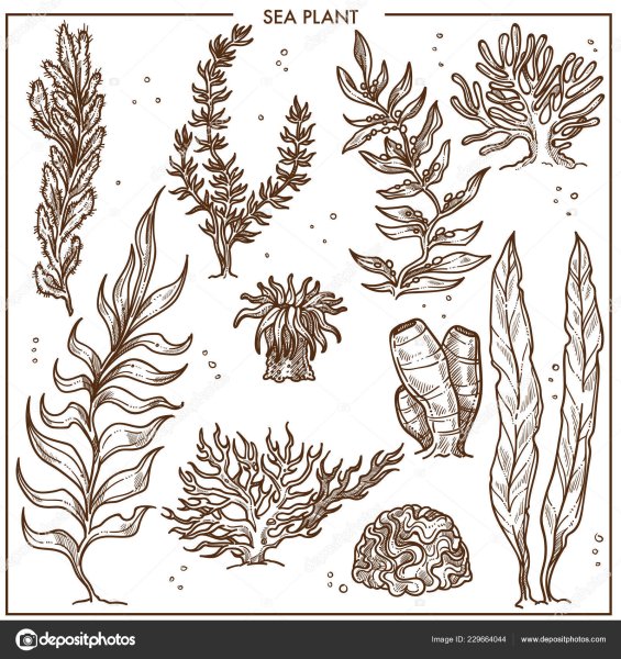 Раскраска морские водоросли