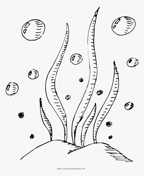 Водоросли черно белые