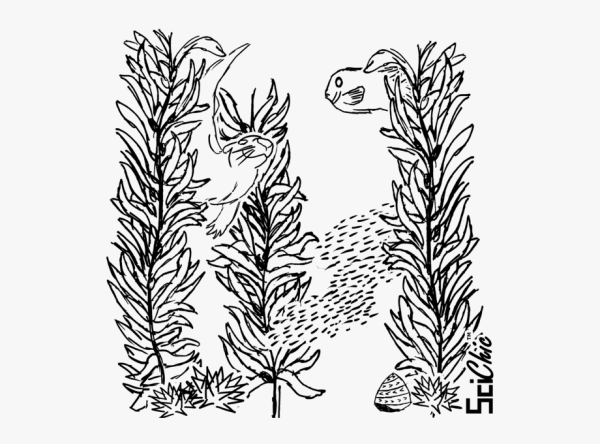 Морская капуста ламинария раскраска