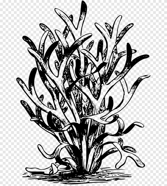 Ламинария карандашом