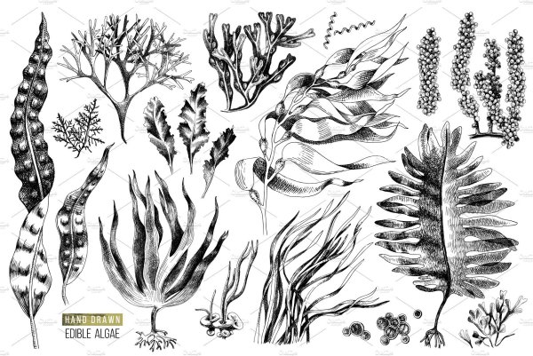 Водоросли карандашом