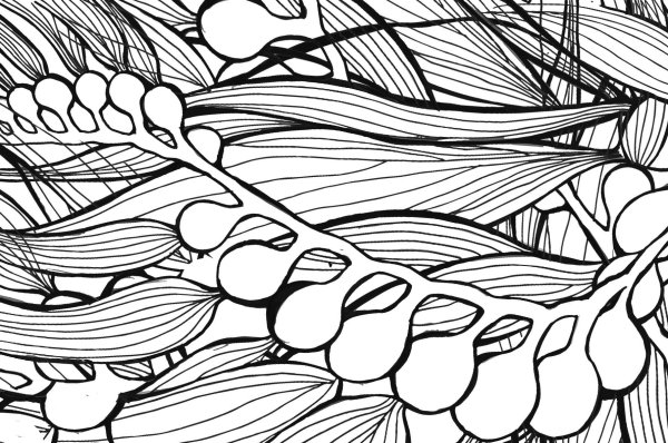 Ламинария карандашом