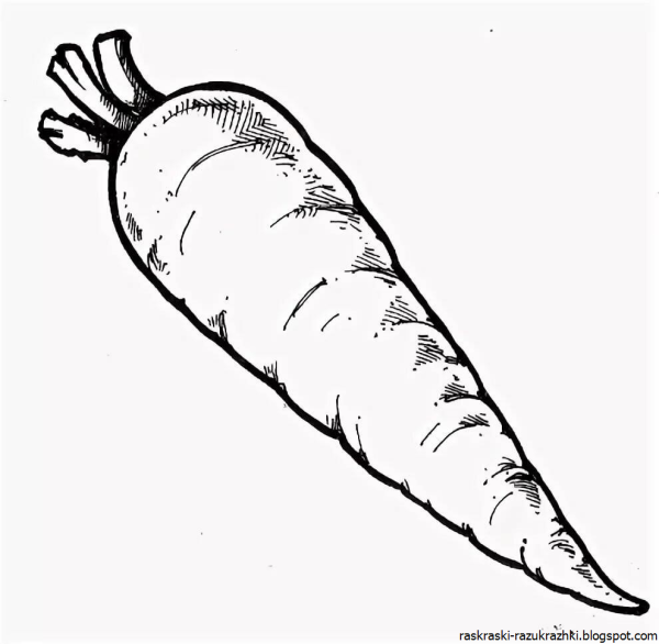 Морковь картинка