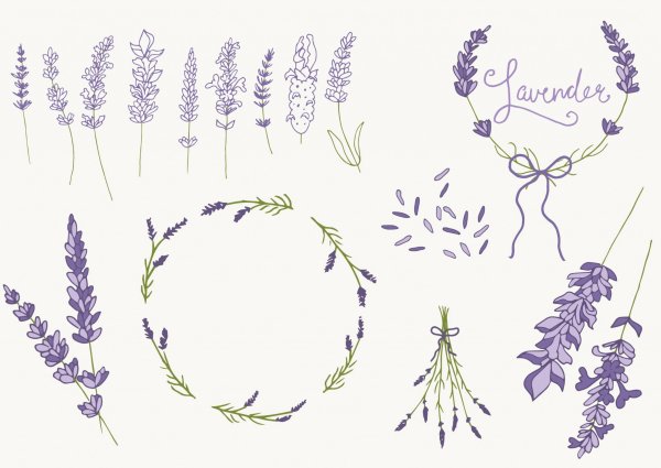 Лаванда рисунок для детей