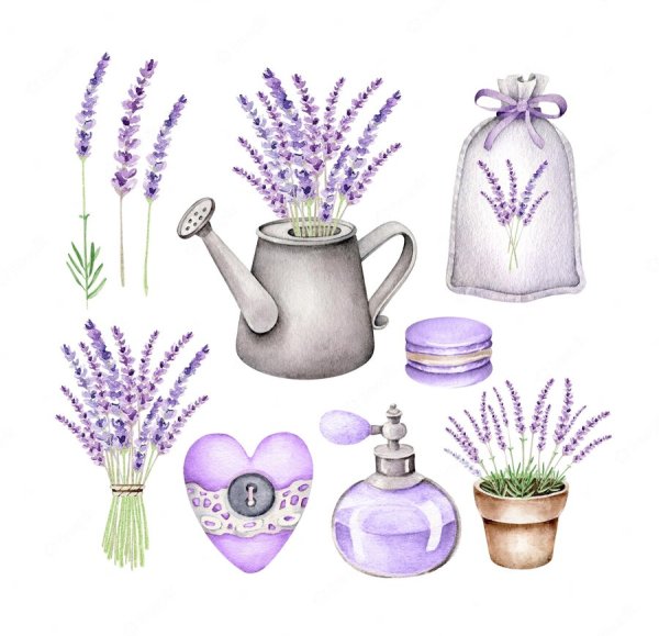 Лаванда акварель