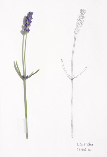 Лаванда Графика