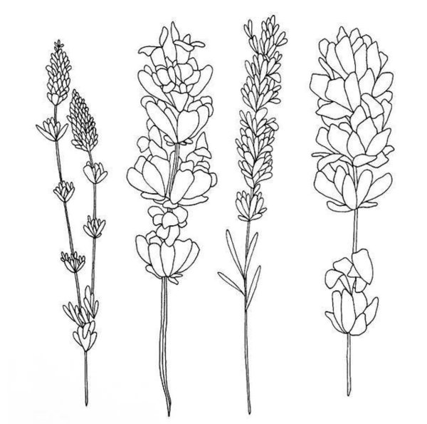 Лаванда карандашом