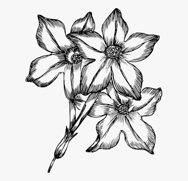 Красивые цветы карандашом для срисовки