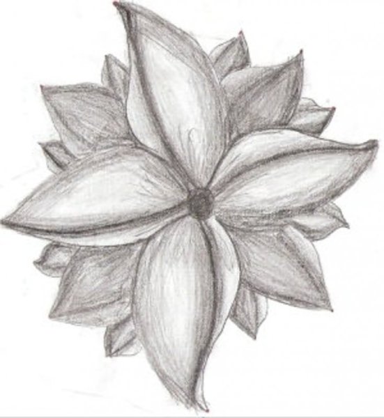 Цветы простым карандашом