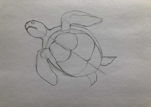 Черепаха Касьяра