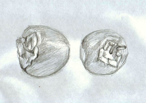 Хурма Графика