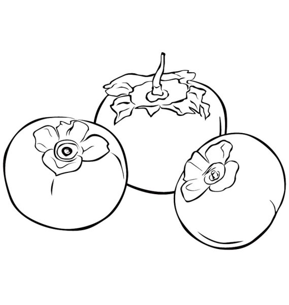 Хурма контур