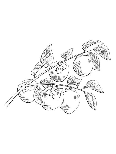 Раскраска фрукты хурма