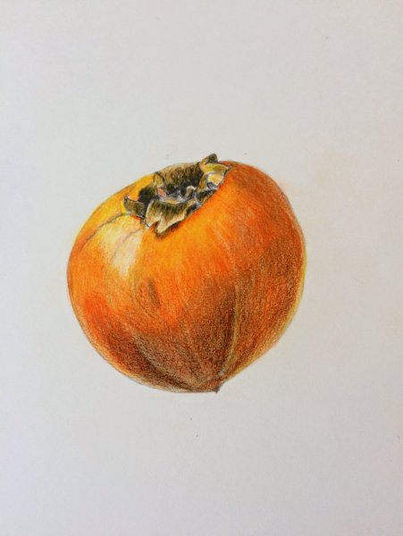 Хурма раскраска