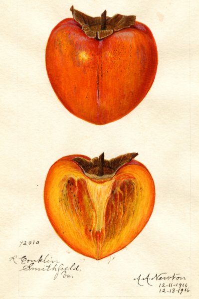 Хурма скетч