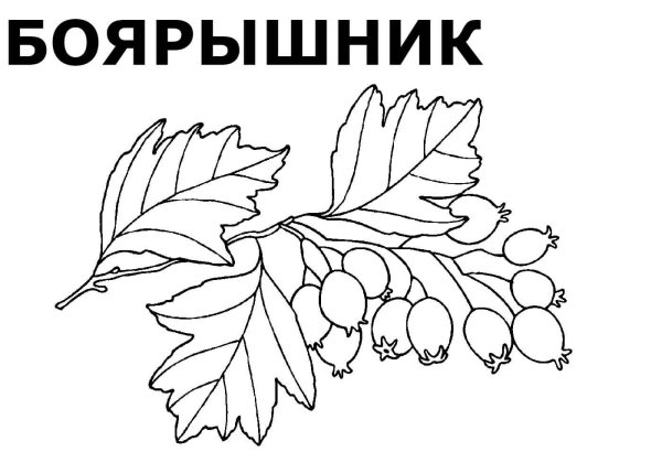 Боярышник раскраска