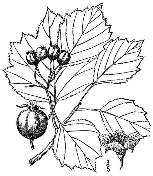 Боярышник кроваво красный чб