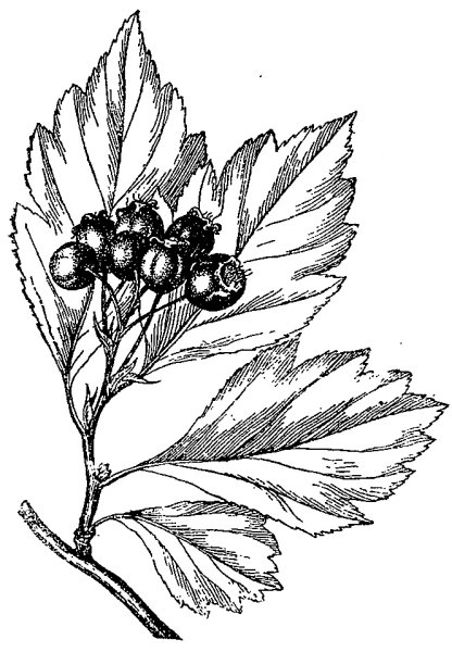 Ягоды на ветке карандашом