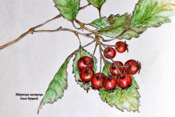 Боярышник рисунок