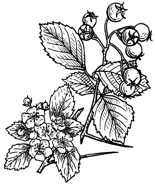 Боярышник колючий Фармакогнозия