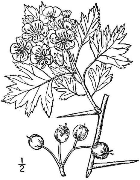 Боярышник кроваво красный чб