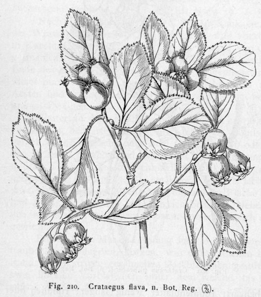 Боярышник кроваво-красный рисунок