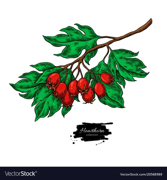 Рябина Графика