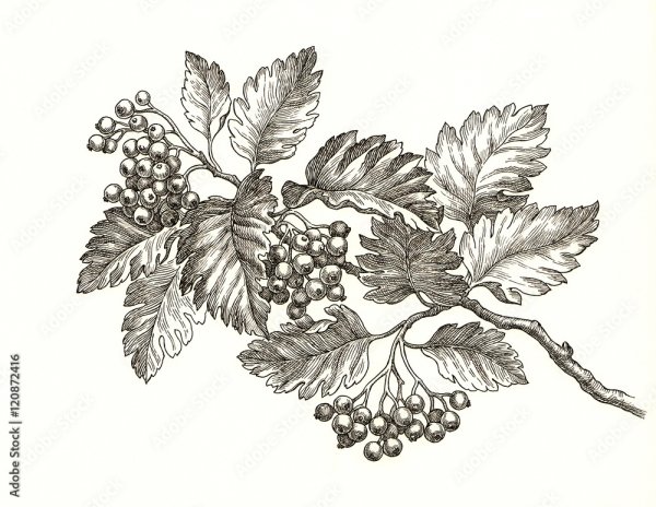 Калина рисунок карандашом