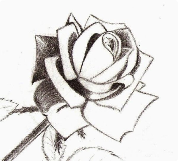 Роза эскиз