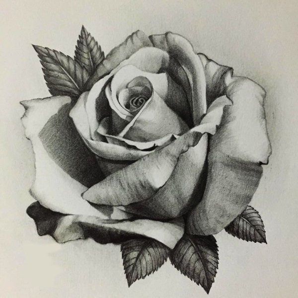 Рисунки карадашомцветы