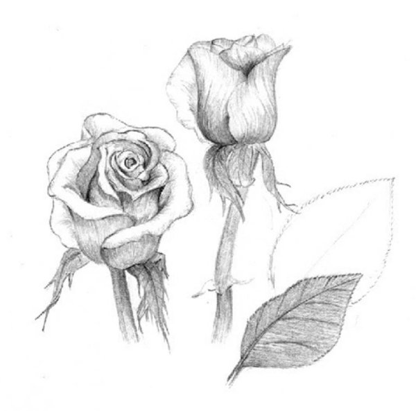 Эскиз розы карандашом