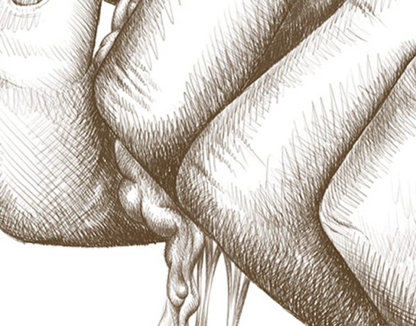 Нарисованный член