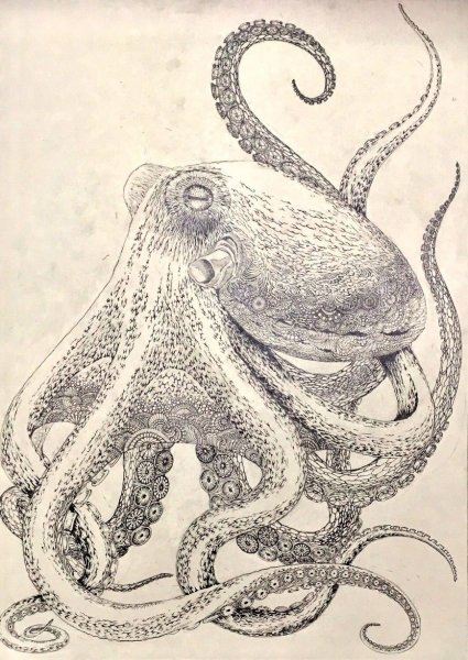 Одноглазый осьминог