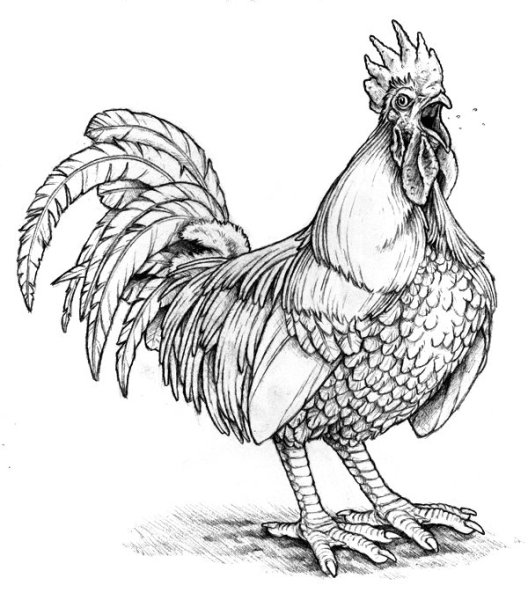 Петух набросок