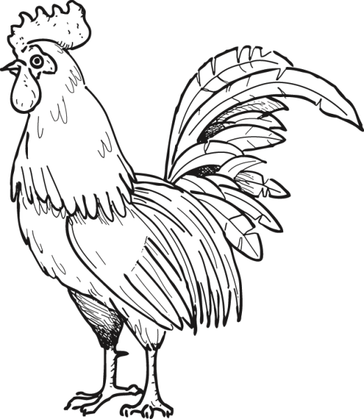 Зарисовка петуха