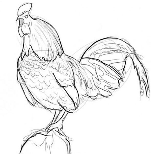 Петух раскраска для детей