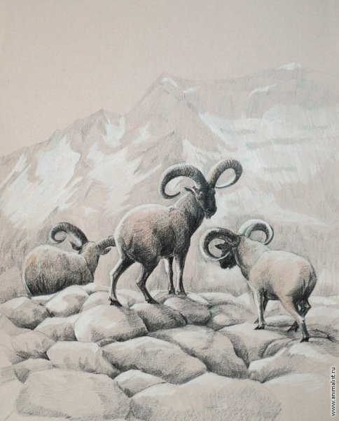 Рисунки на тему Кавказ