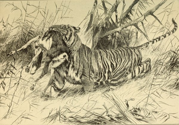 Охота на тигра