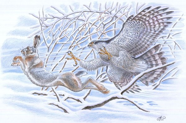 Вадим Горбатов картины заяц