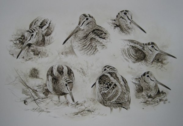 Гравюра вальдшнеп