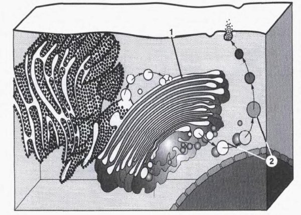 Аппарат Гольджи строение гистология