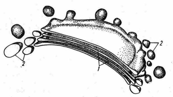 Аппарат Гольджи строение