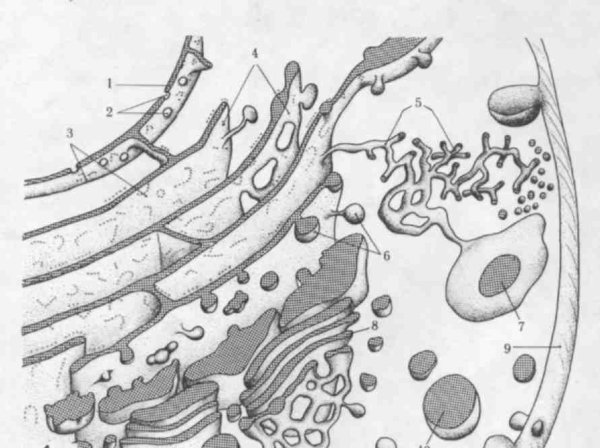 Шероховатая ЭПС рисунок