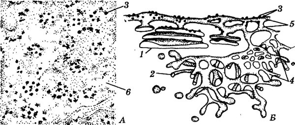 Эндоплазматическая сеть рисунок ЕГЭ