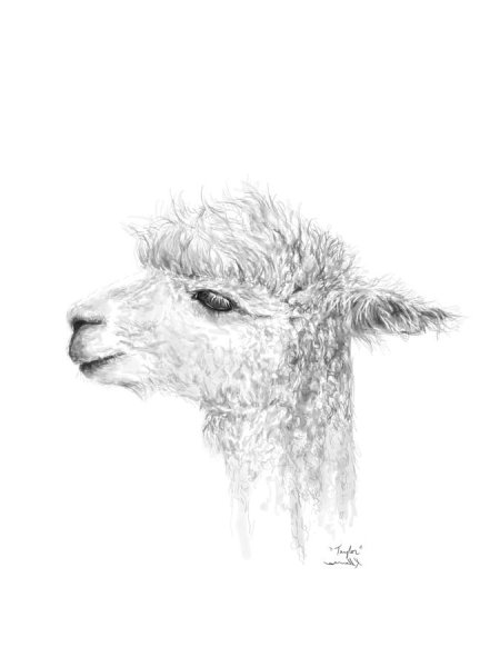 Лама для срисовки