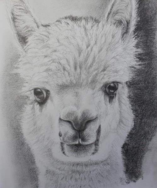 Рисунок ламы для срисовки