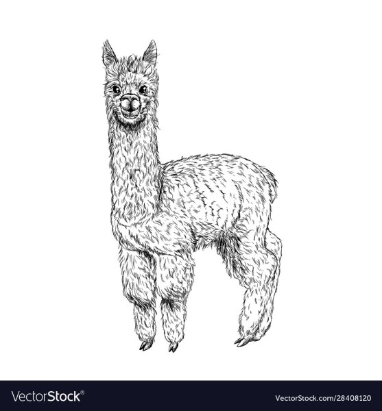 Альпака карандашом