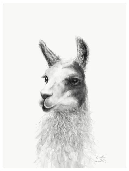 Раскраски альпака и лама